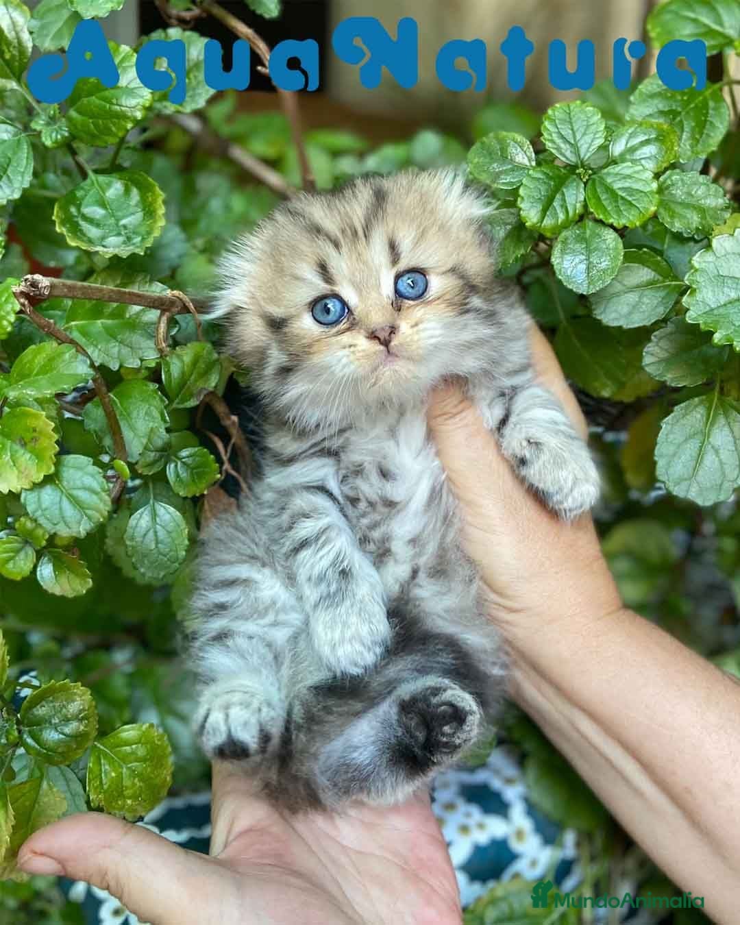Scottish Fold gatos Scottish Fold Longhair Hembra AQUANATURA - Anuncio 1