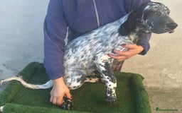 Setter Inglés perros en venta: Setter inglés  - Imagen 2