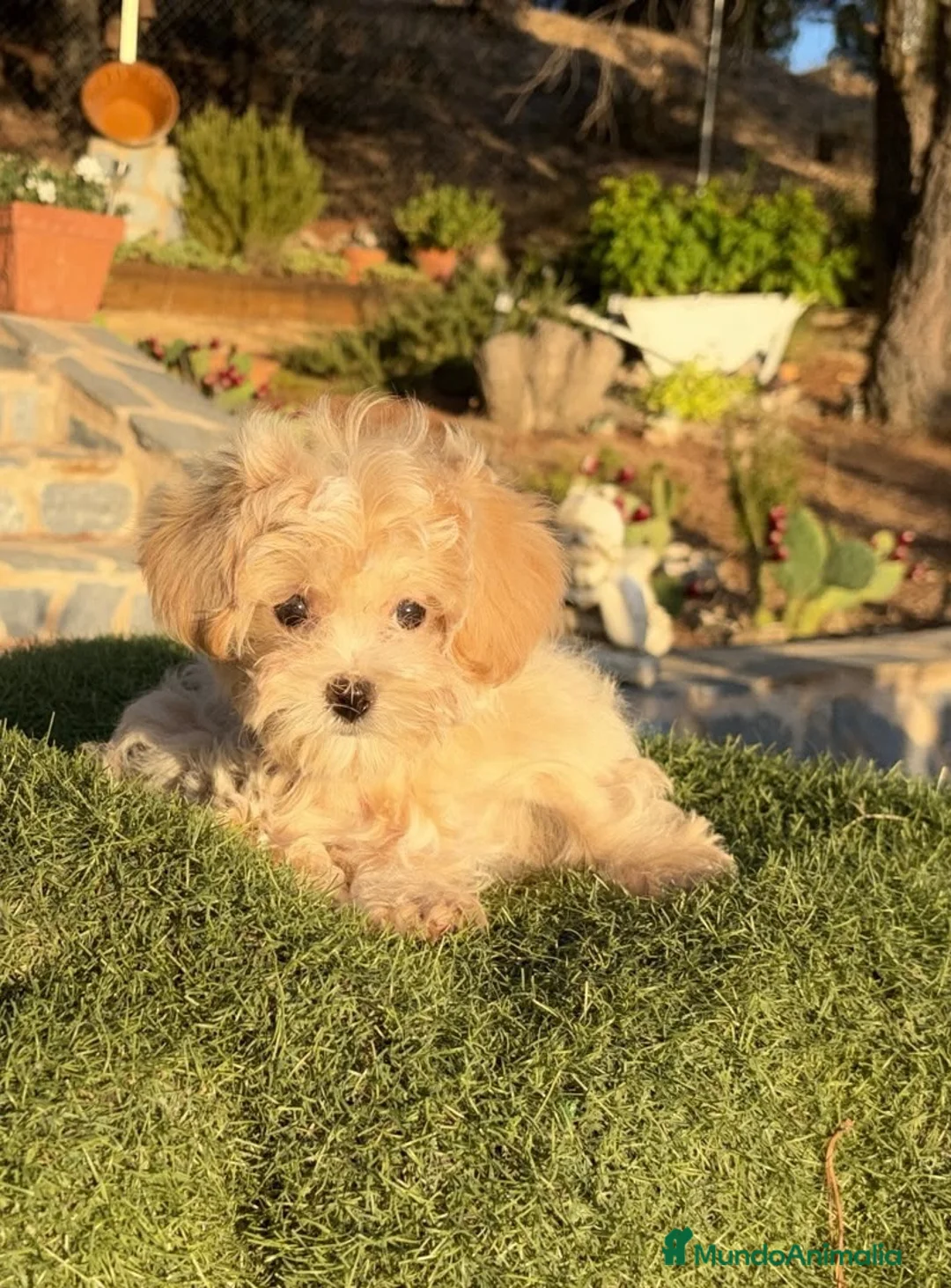 Maltipoo perros en venta: Maltipoo Hembra TOY lista para entregar !! - Anuncio 4