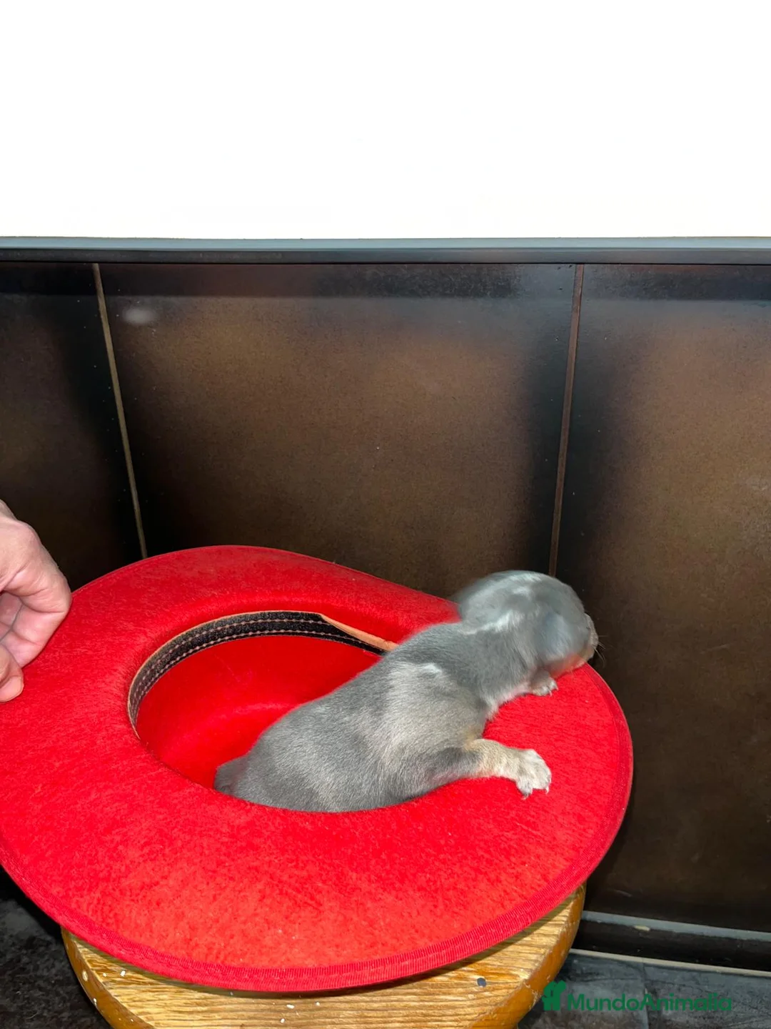 Pinscher Miniatura perros en venta: Mini Pinscher miniatura color blue isabela - Anuncio 2