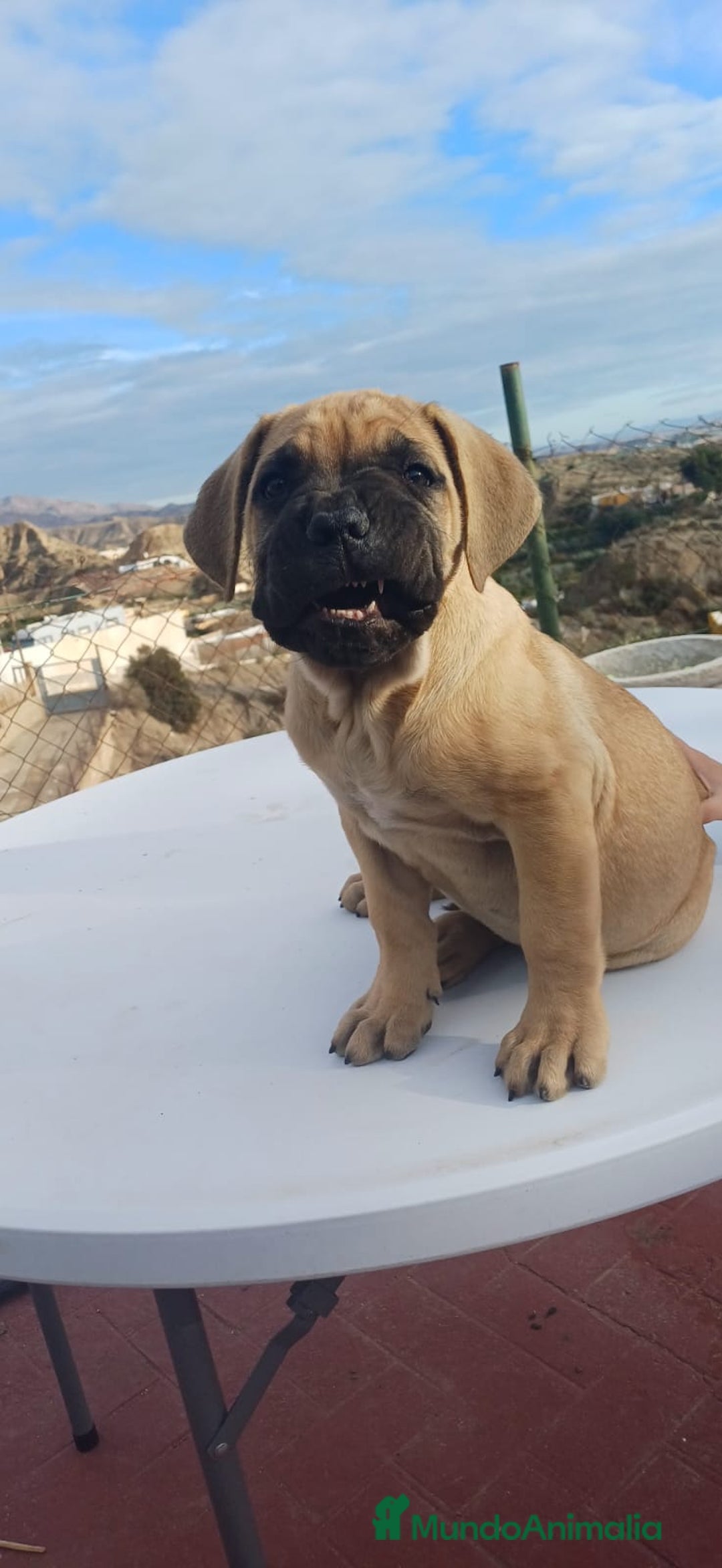 Cane Corso perros en venta: Última hembra de Cane Corso !! - Anuncio 3