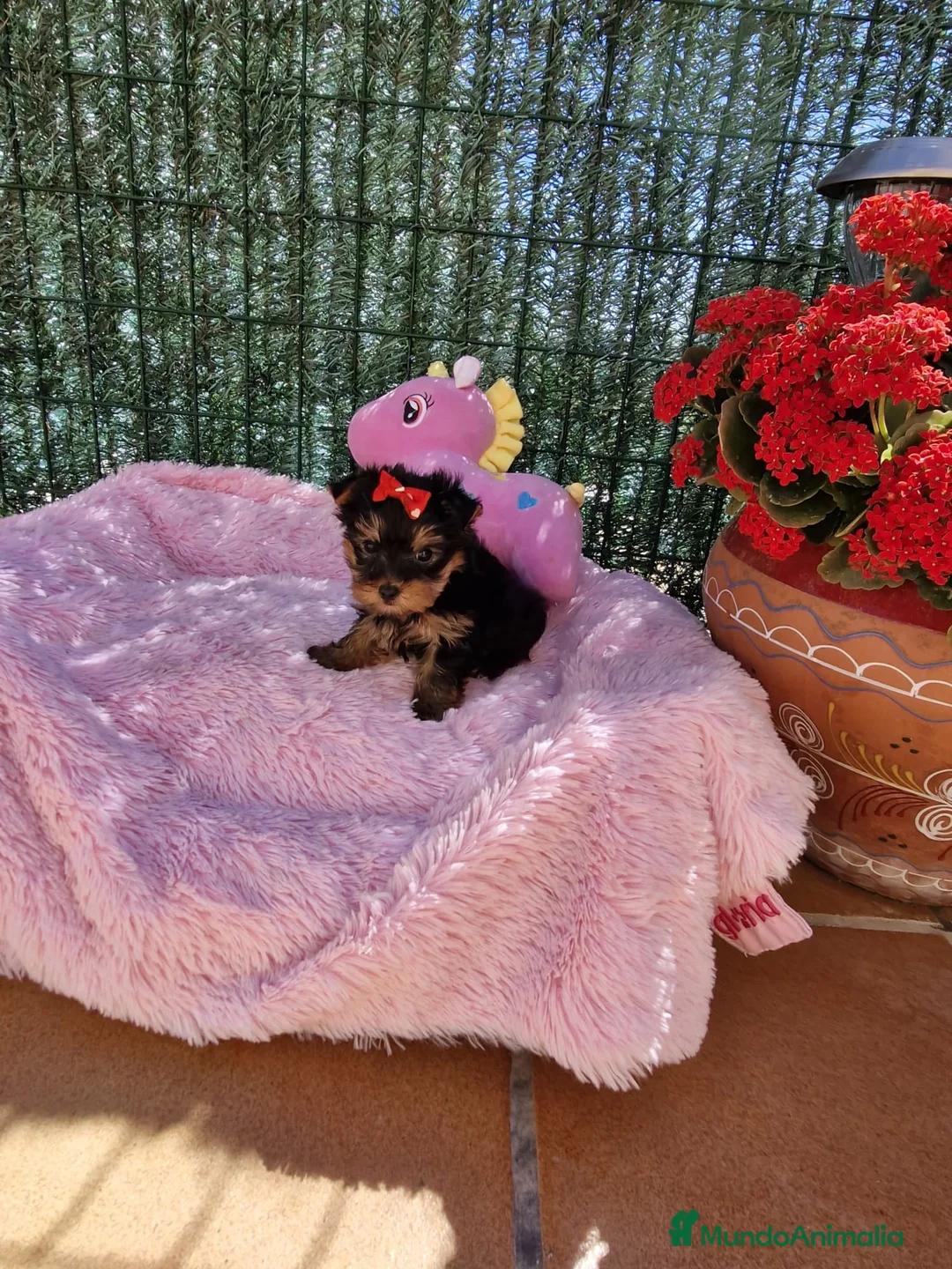 Yorkshire Terrier perros en venta: Yorkshire toy en Barcelona - Anuncio 3