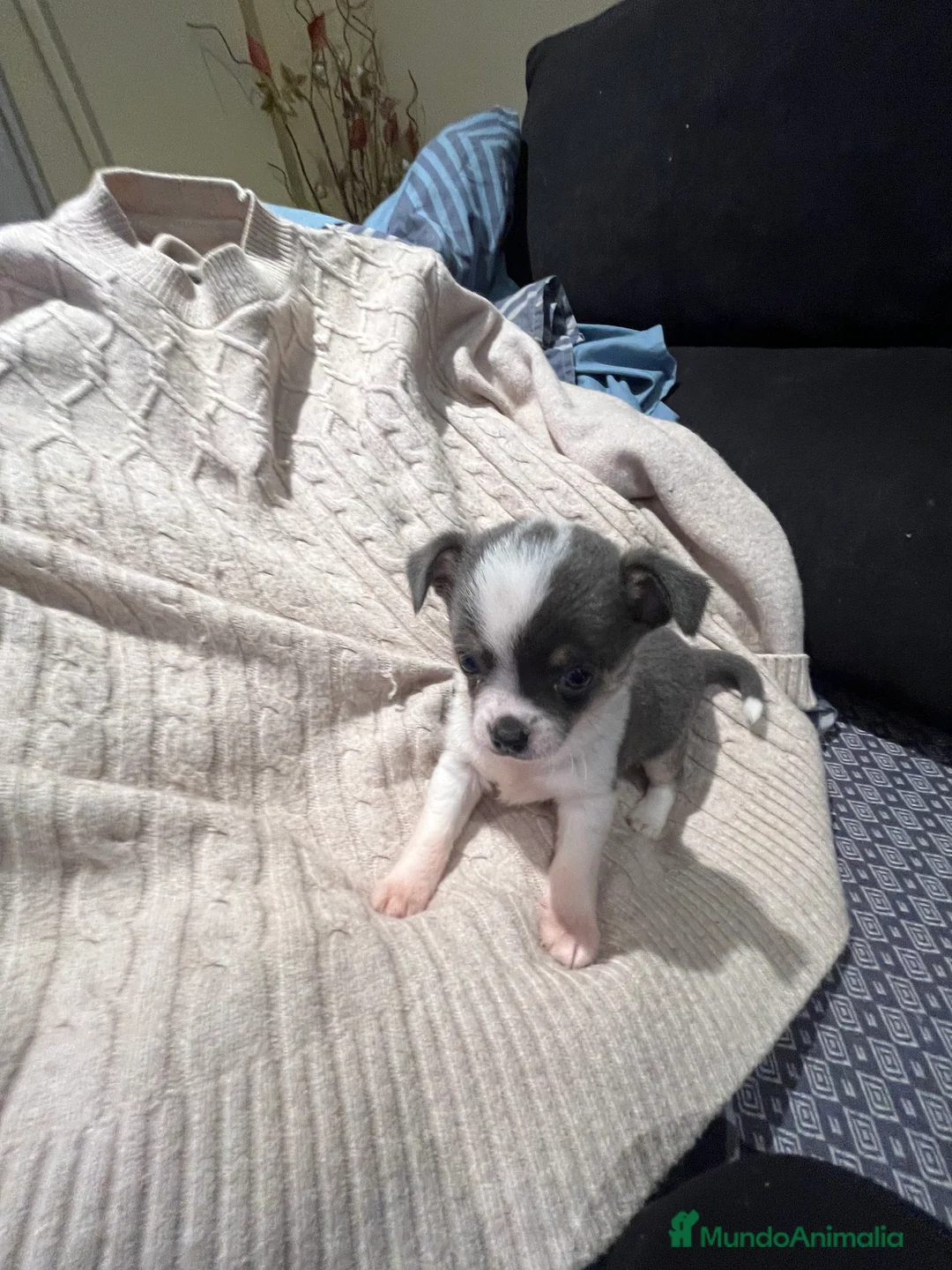 Chihuahua perros en venta: Macho blue - Anuncio 5