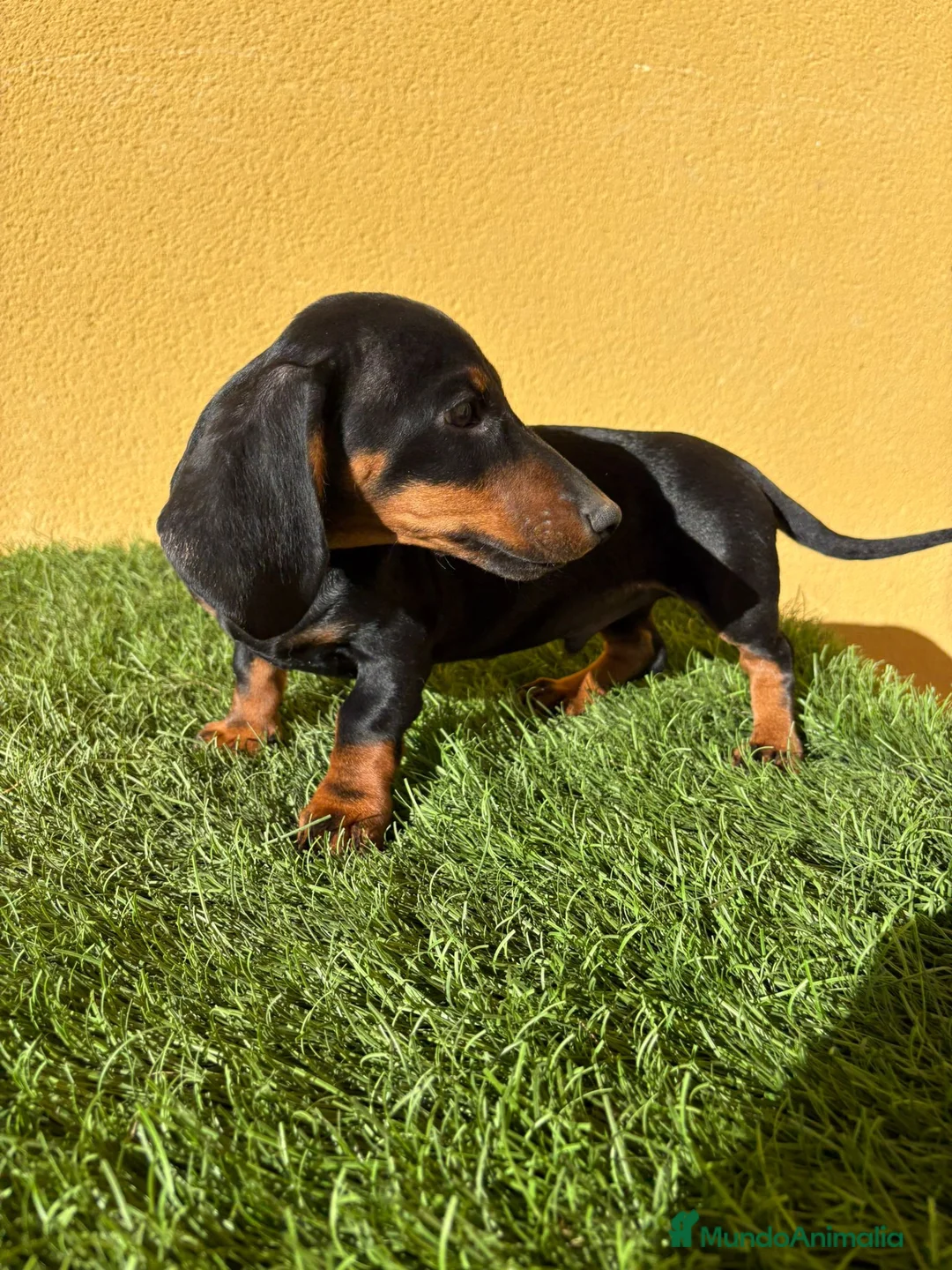 Teckel Miniatura perros en venta: macho teckel miniatura negro fuego  - Anuncio 12