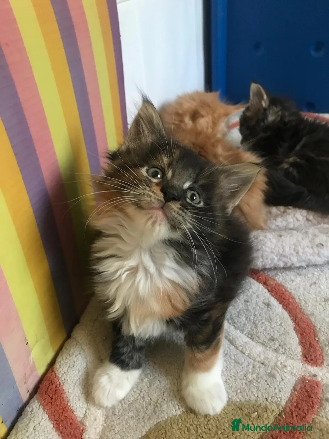 Maine Coon gatos en venta: Adorables macho y hembra Mainecoon en Madrid - Anuncio 5