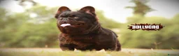 Bulldog Francés perros para monta: Bulldog frances fluffy en Madrid - Anuncio 5