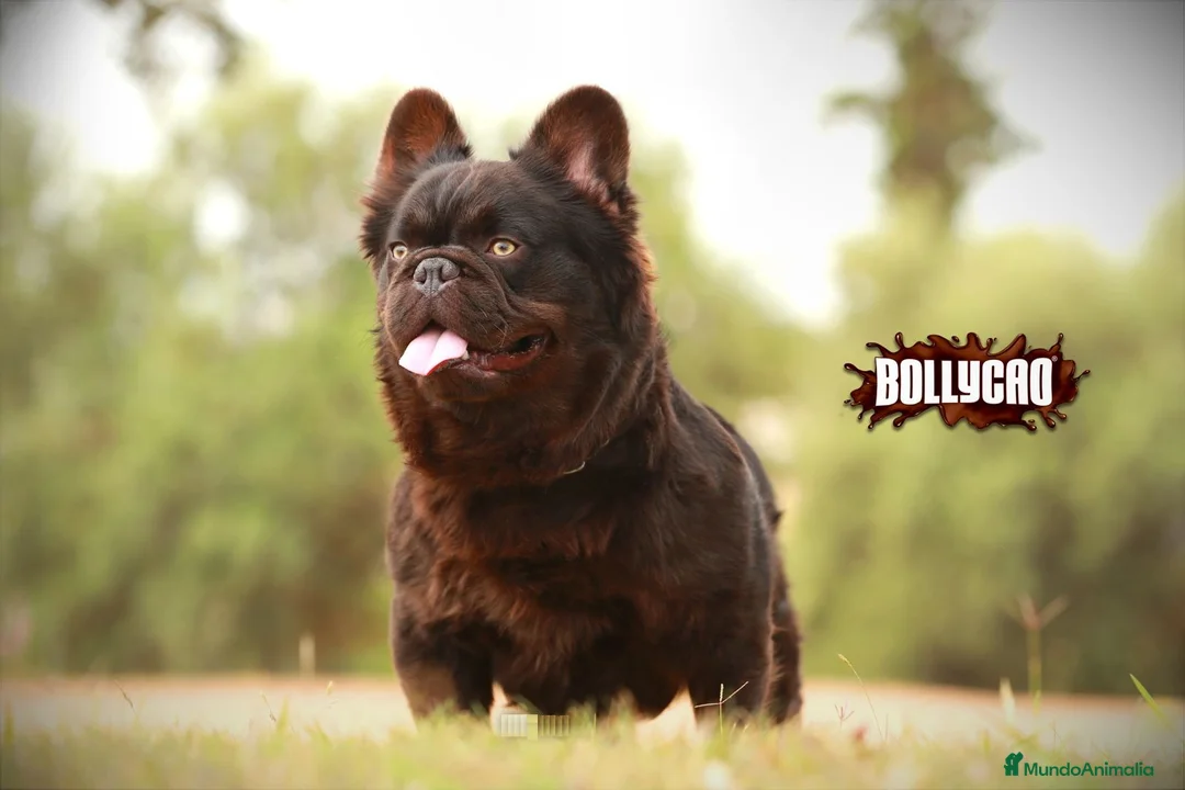 Bulldog Francés perros para monta: Bulldog frances fluffy en Madrid - Anuncio 5