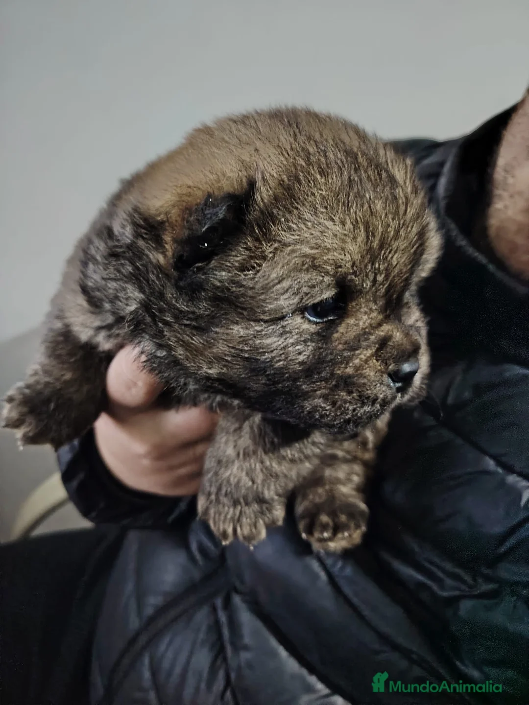 Chow Chow perros en venta: Espectacular camada de chow chow - Anuncio 6