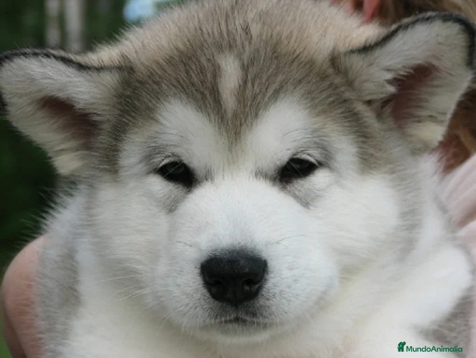 Imagen de galería {{count}}