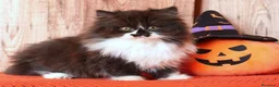 Británico de Pelo Largo gatos en venta: Winifred, preciosa hembra British Longhair🖤🤍 - Anuncio 4