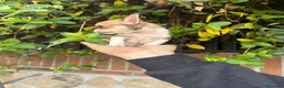 Chihuahua perros en venta: Chihuahua toy  - Anuncio 18