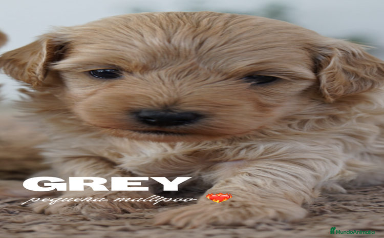 Maltipoo perros - Anuncio 7