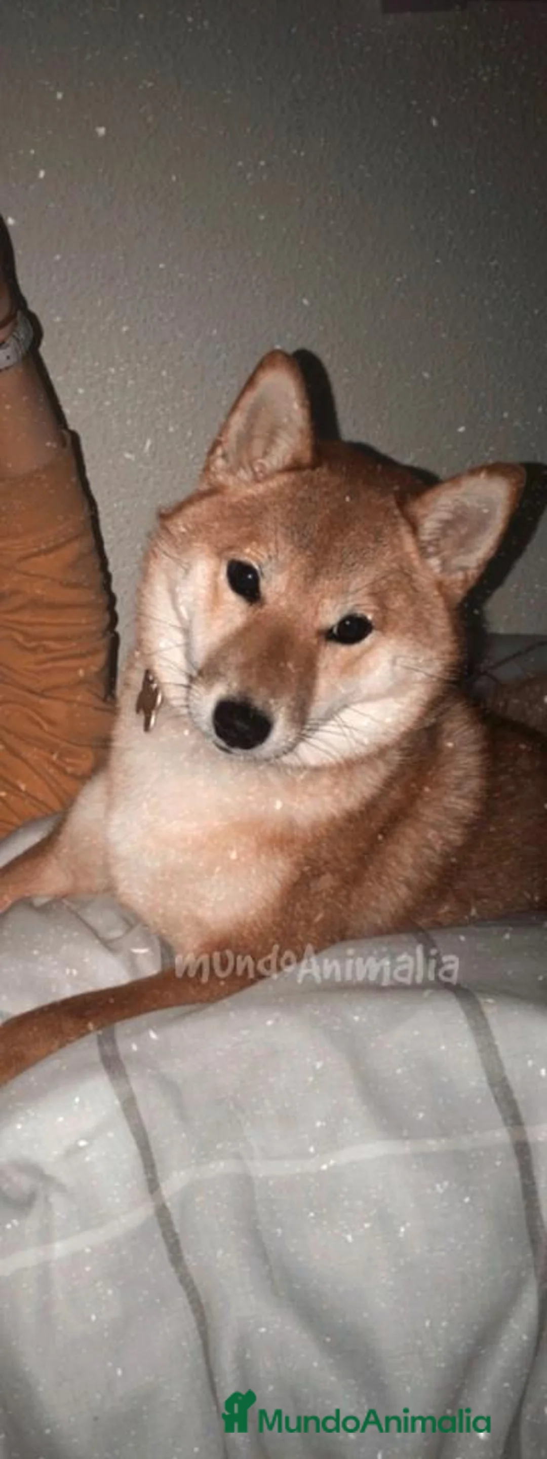 Imagen de galería {{count}}