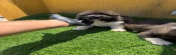 Akita Americano perros en venta: CACHORROS DE AKITA AMERICANO - Anuncio 2