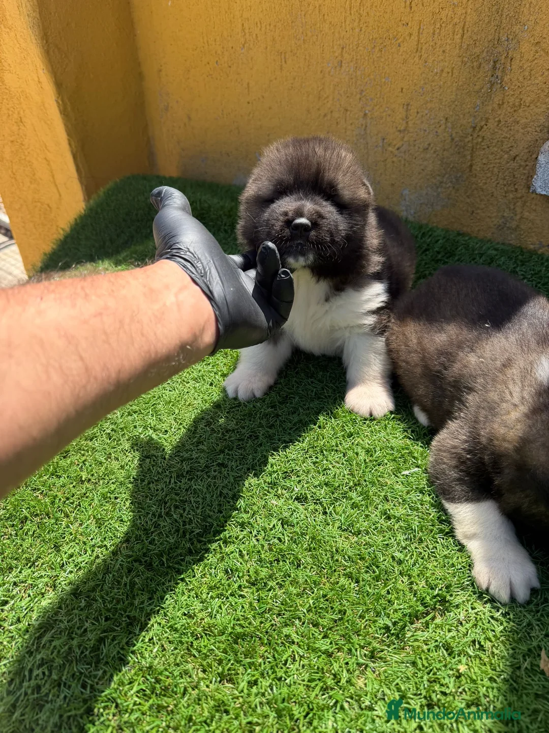 Akita Americano perros en venta: CACHORROS DE AKITA AMERICANO - Anuncio 2