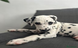Dálmata perros en venta: Dalmata para septiembre  - Imagen 2