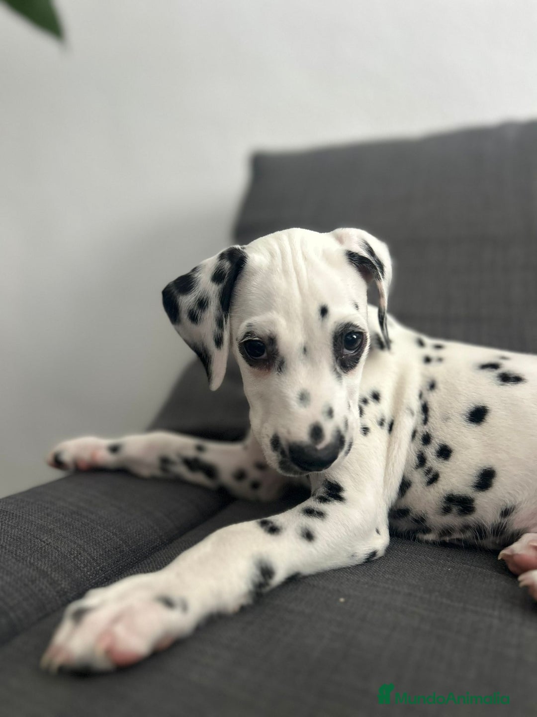 Dálmata perros en venta: Dalmata para septiembre  - Imagen 2