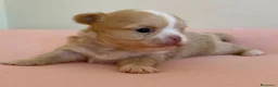 Chihuahua perros en venta: PRECIOSA CHIHUAHUA LÍNEA RUSA CABEZA DE MANZANA  - Anuncio 2