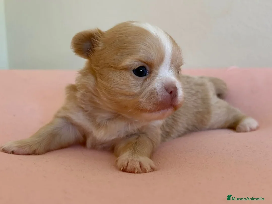 Chihuahua perros en venta: PRECIOSA CHIHUAHUA LÍNEA RUSA CABEZA DE MANZANA  - Anuncio 2