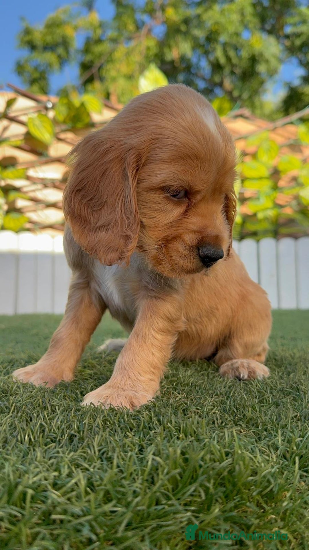 Cocker Spaniel Inglés perros en venta: COCKER SPANIEL INGLES HEMBRA - Imagen 8
