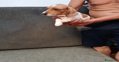 Teckel Miniatura perros - Propaganda 5