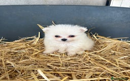 Pomerania perros en venta: Cachorros pomerania blancos  - Imagen 1