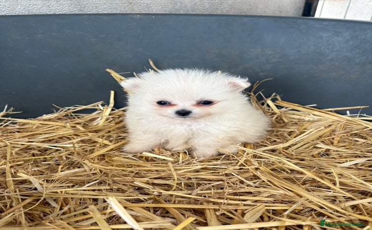 Pomerania perros - Anuncio 2
