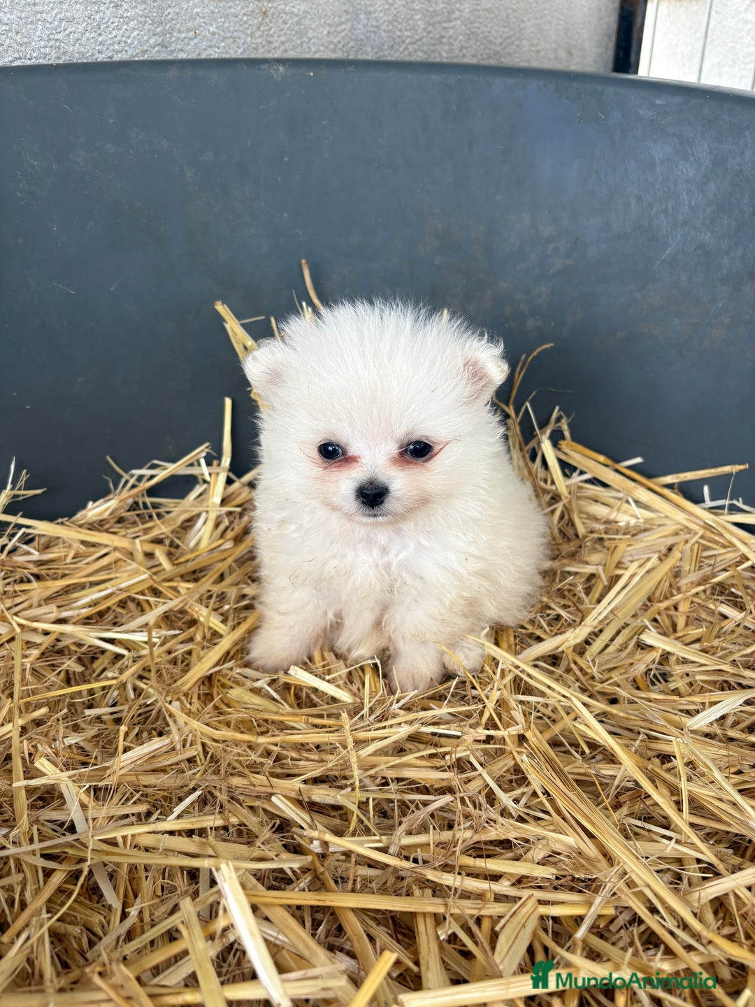 Pomerania perros en venta: Cachorros pomerania blancos  - Imagen 1