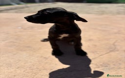 Dogo Alemán perros en venta: OPORTUNIDAD GRAN DANES HEMBRA - Imagen 2
