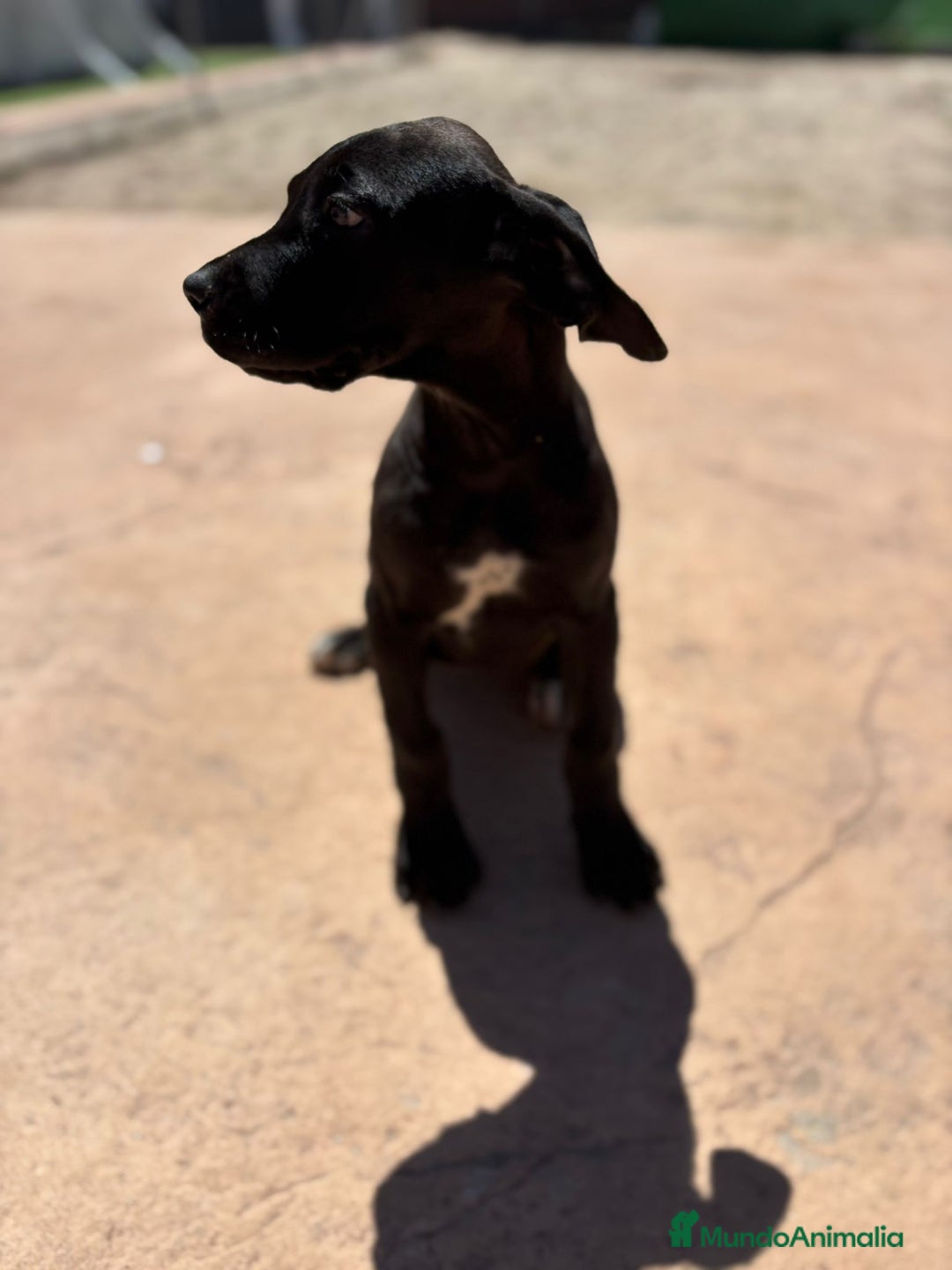 Dogo Alemán perros en venta: OPORTUNIDAD GRAN DANES HEMBRA - Imagen 2