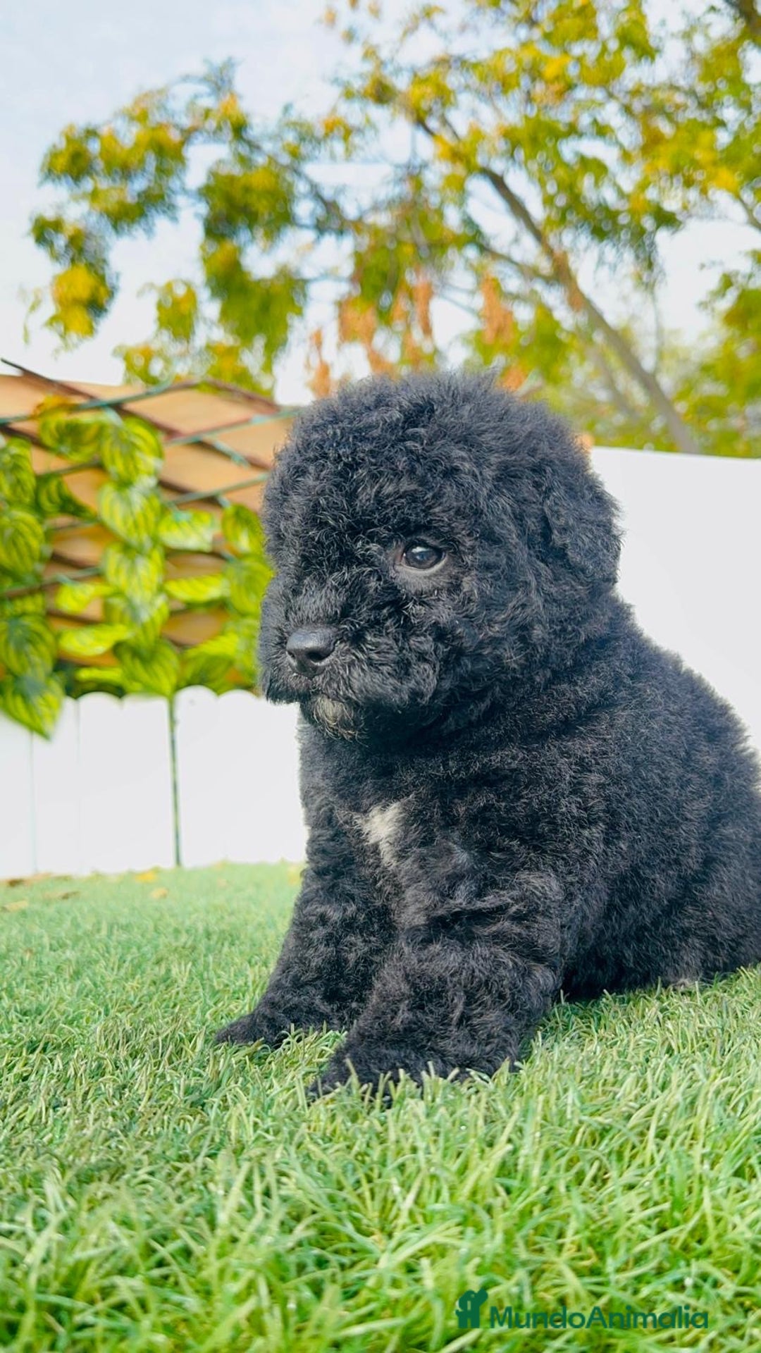 Perro de Agua Español perros en venta: PERRO DE AGUA  - Anuncio 8