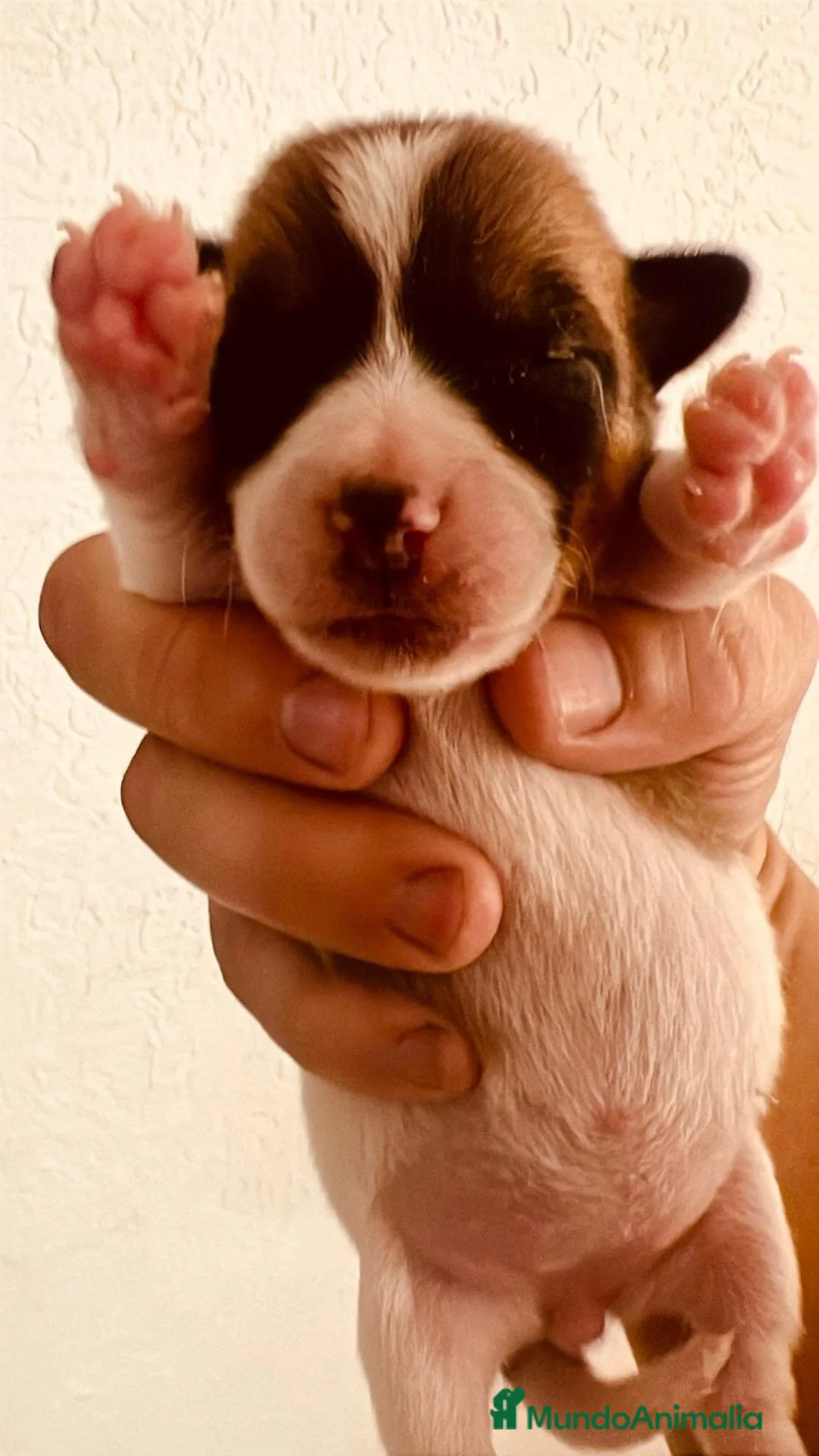 Jack Russell Terrier perros en venta: Preciosos cachorritos Jack Russell !! - Anuncio 1