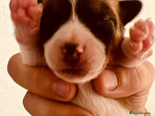 Jack Russell Terrier perros Preciosos cachorritos Jack Russell !! - Anuncio 1