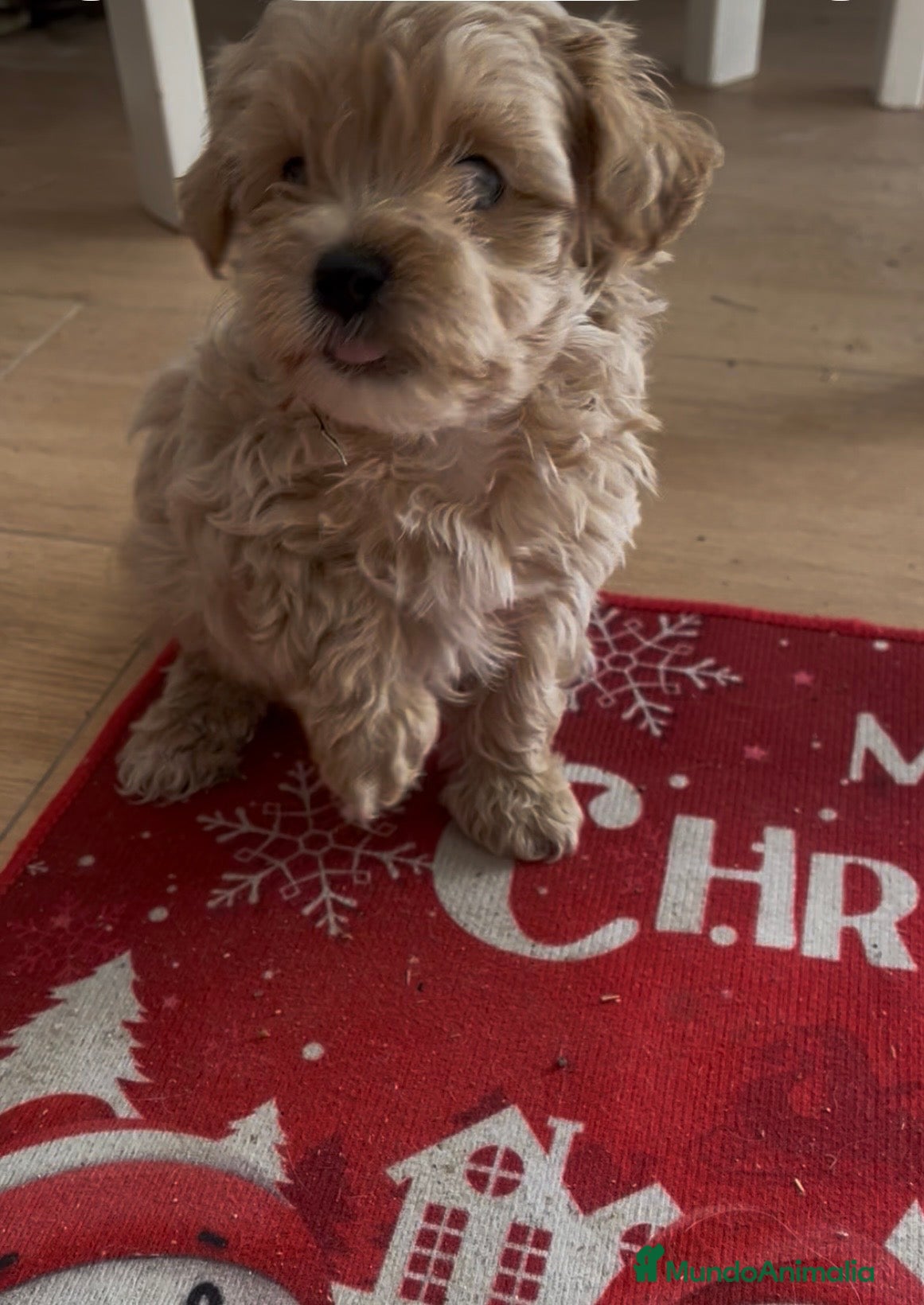 Maltipoo perros PRECIOSA HEMBRA DE MALTIPOO - Anuncio 1