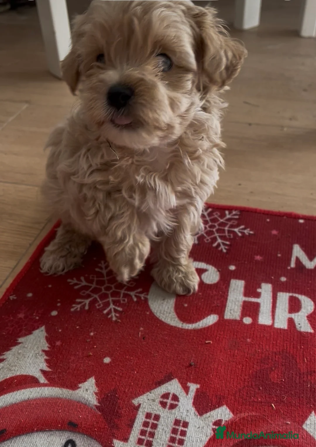 Maltipoo perros en venta: PRECIOSA HEMBRA DE MALTIPOO - Anuncio 1