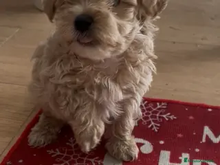 Maltipoo perros PRECIOSA HEMBRA DE MALTIPOO - Anuncio 1