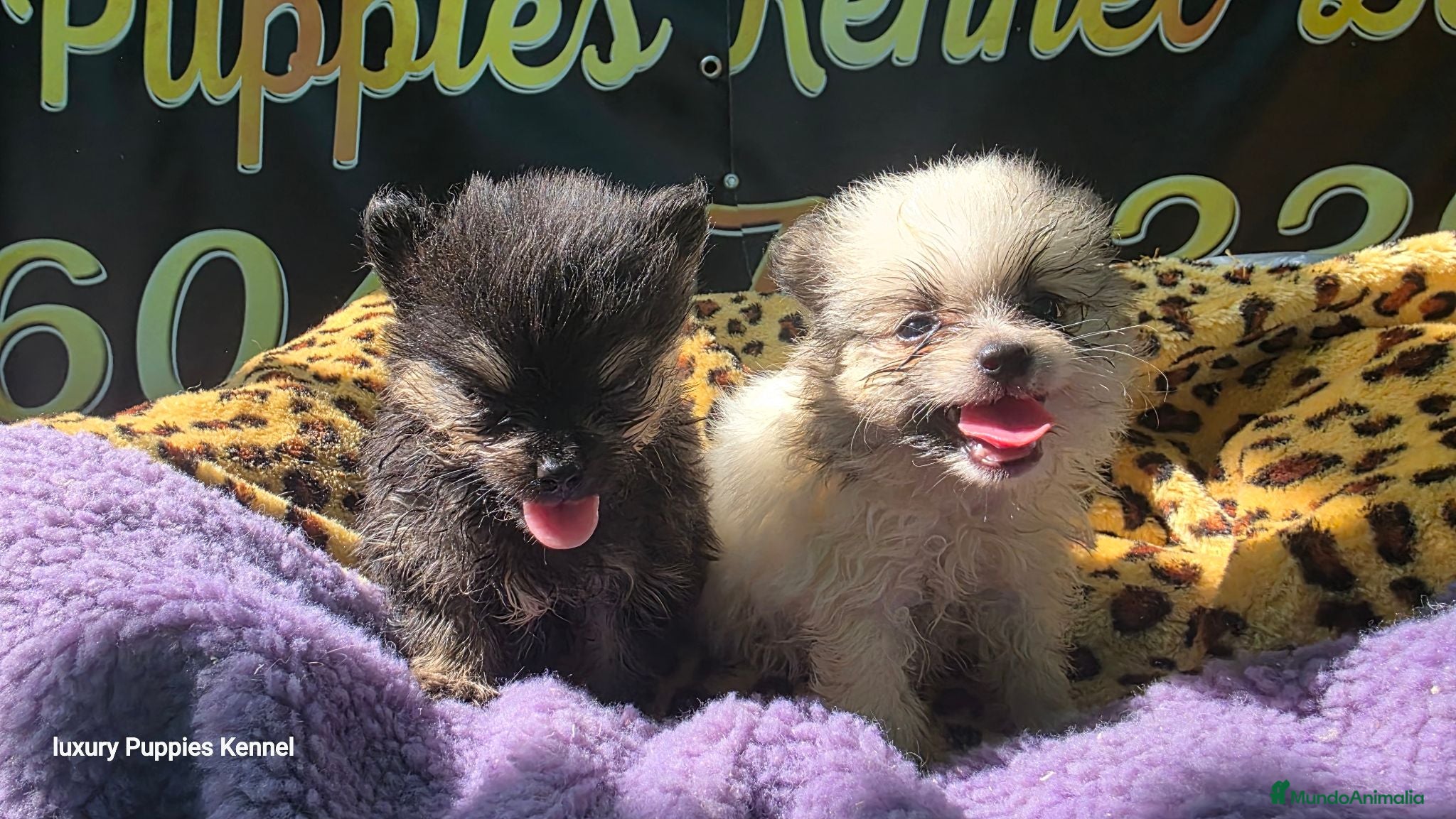 Pomerania perros Pomerania lulus toy 604370339 Benidorm  - Anuncio 2