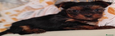 Yorkshire Terrier Cachorro 2