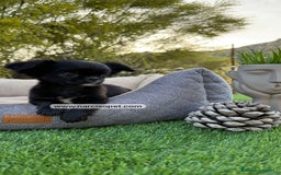 Chihuahua perros en venta: CHIHUAHUA PELO LARGO CACHORRO - Imagen 4