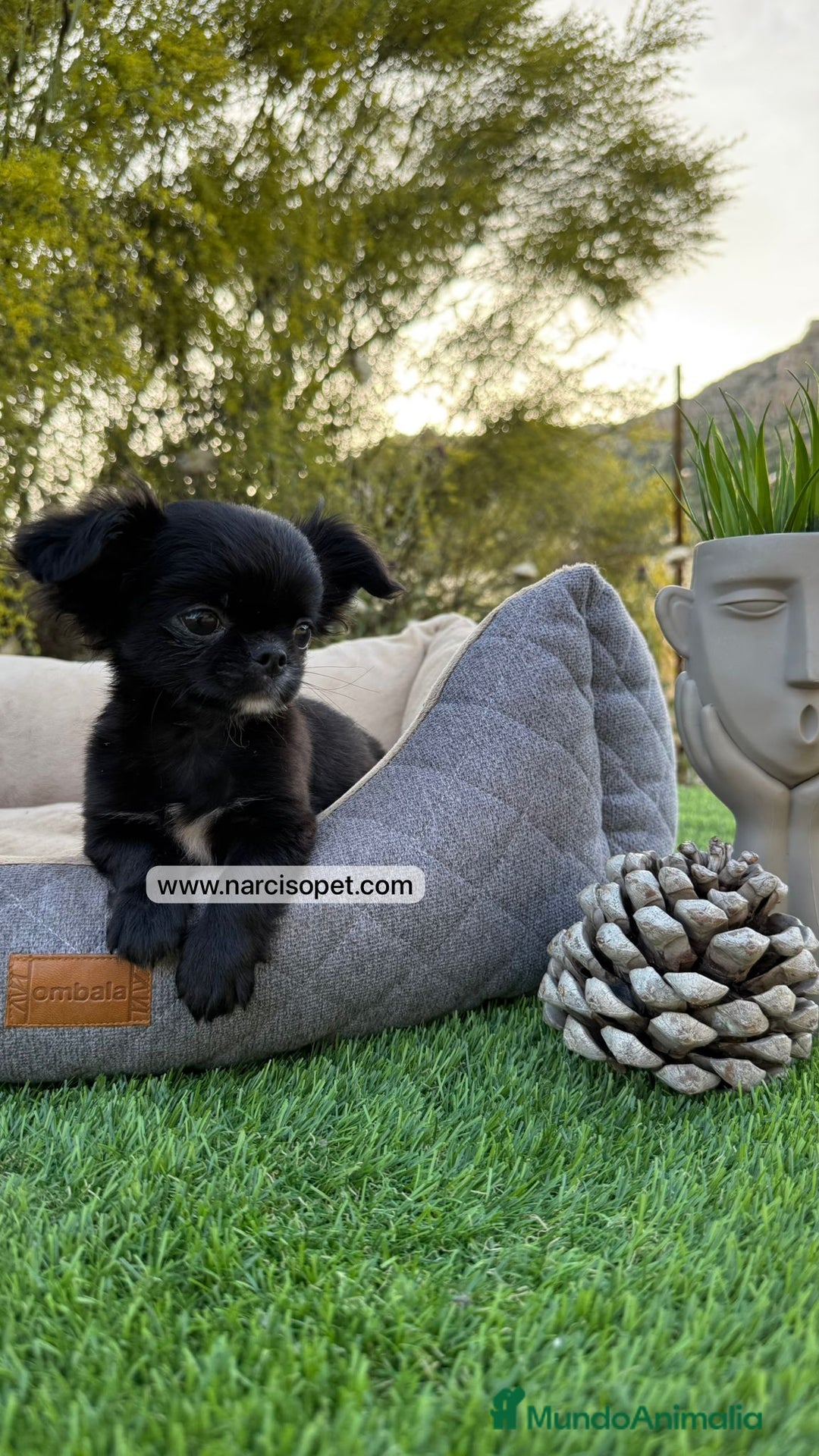 Chihuahua perros en venta: CHIHUAHUA PELO LARGO CACHORRO - Imagen 4