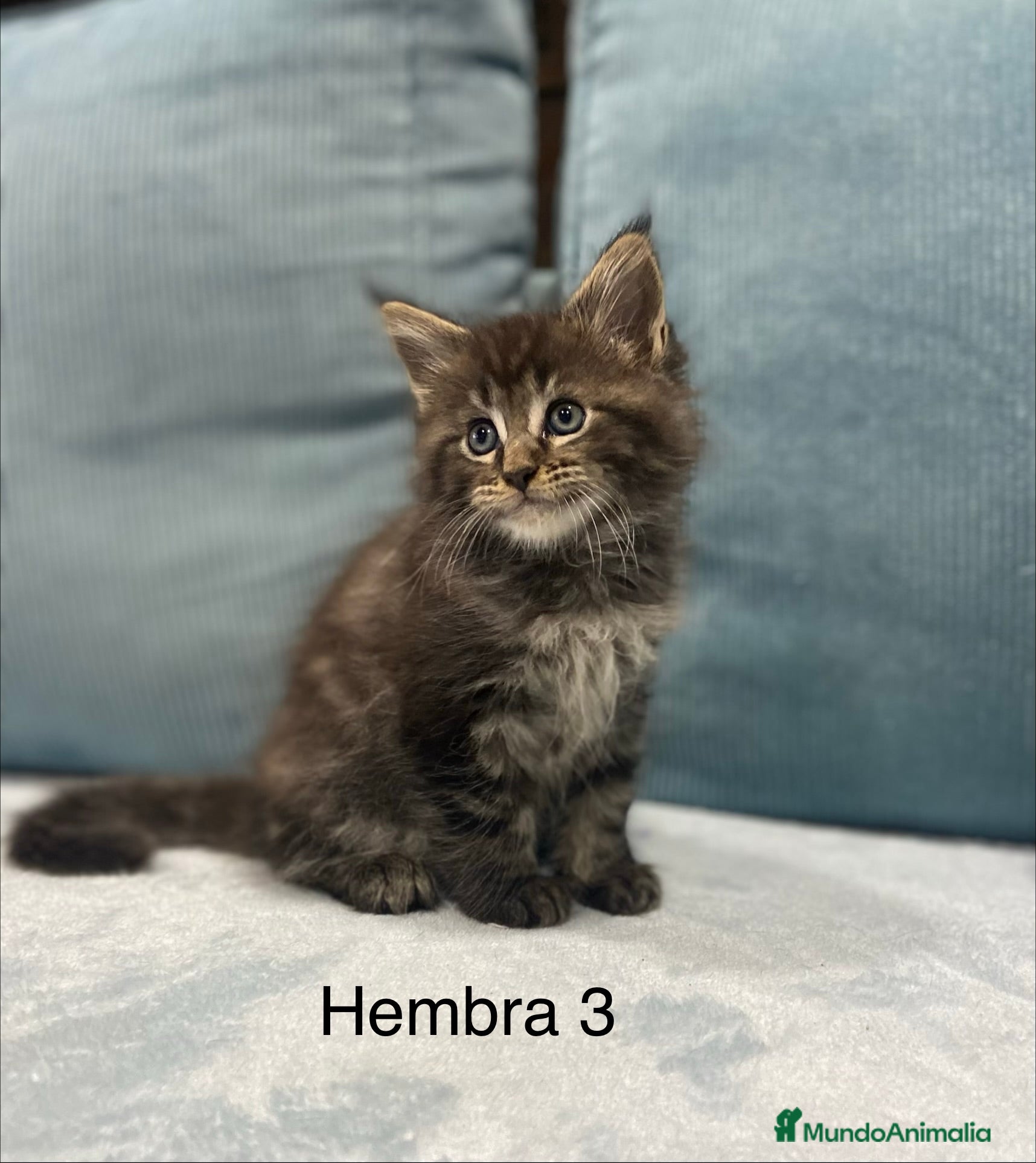 Maine Coon gatos Maine coon rey - diez - Anuncio 2