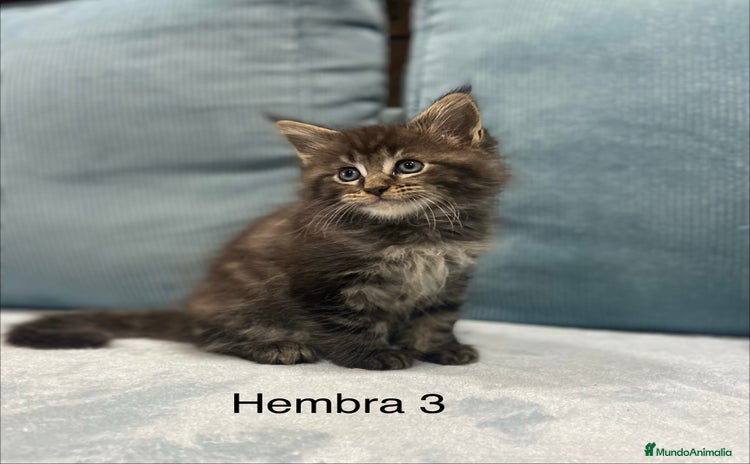 Maine Coon gatos - Anuncio 1