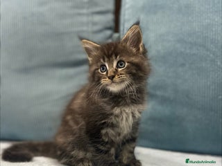 Maine Coon gatos - Anuncio 6