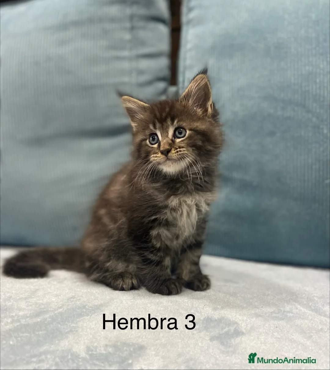 Maine Coon gatos en venta: Maine coon rey - diez - Anuncio 1