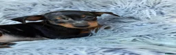 Pinscher Miniatura perros en venta: Macho pinscher miniatura merle💙🐾 - Anuncio 5
