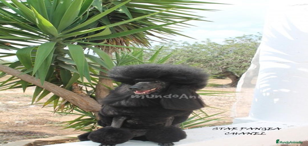 Imagen de galería {{count}}