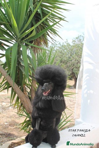 Imagen de galería {{count}}