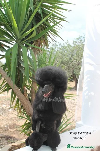 Imagen de galería {{count}}