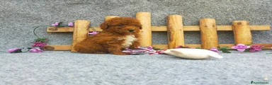 Caniche Toy Cachorro 5