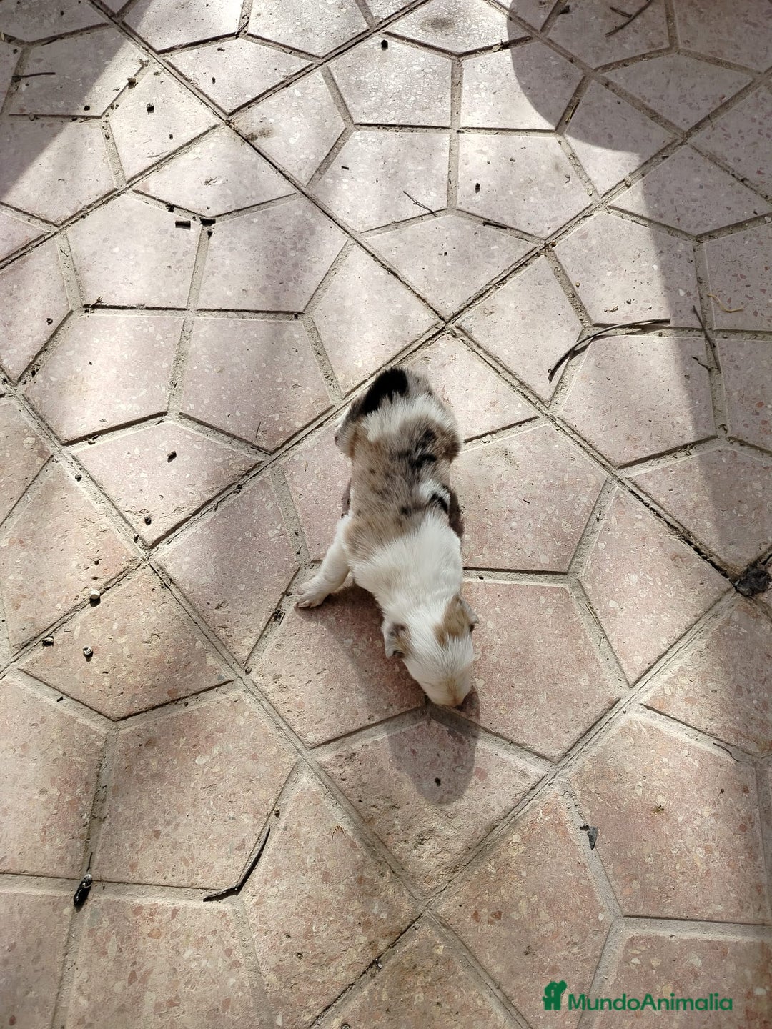 Border Collie perros en venta: Border Collie merle - Imagen 3